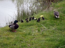 Ducks and ducklings at the Safaripark Beekse Bergen