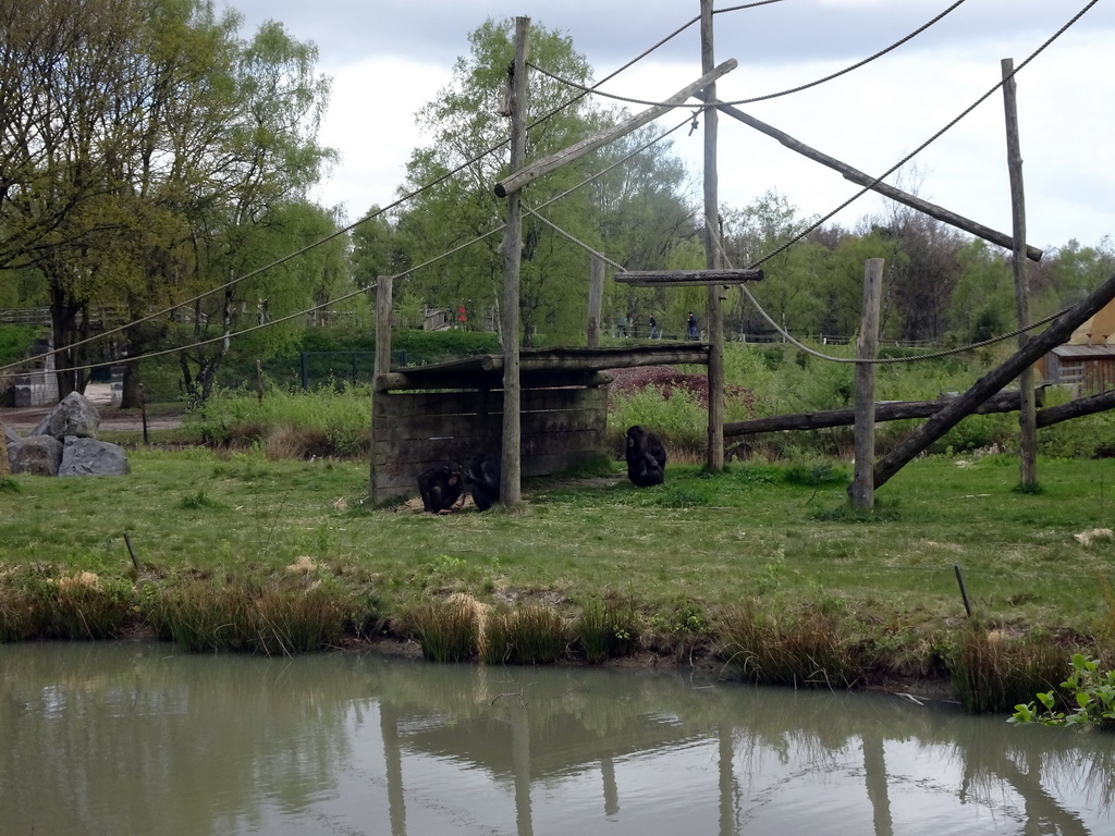 Chimpanzees at the Safaripark Beekse Bergen