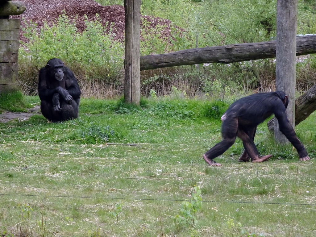 Chimpanzees at the Safaripark Beekse Bergen