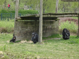 Chimpanzees at the Safaripark Beekse Bergen