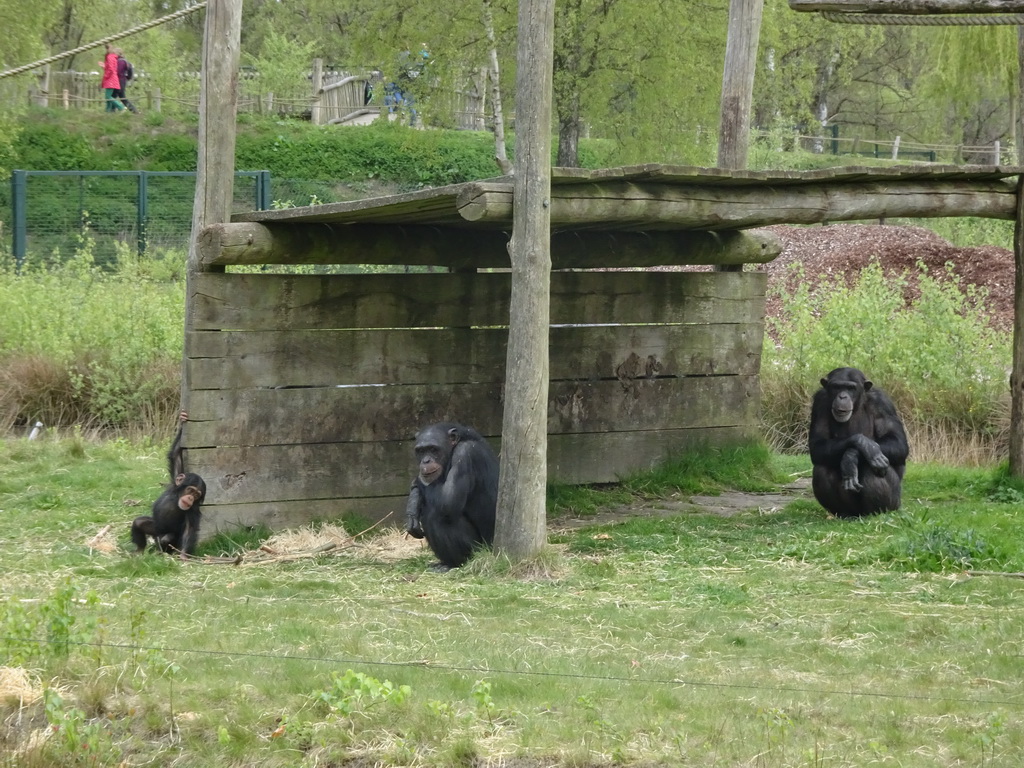 Chimpanzees at the Safaripark Beekse Bergen