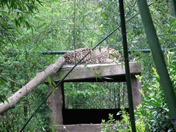 Leopard at the Safaripark Beekse Bergen