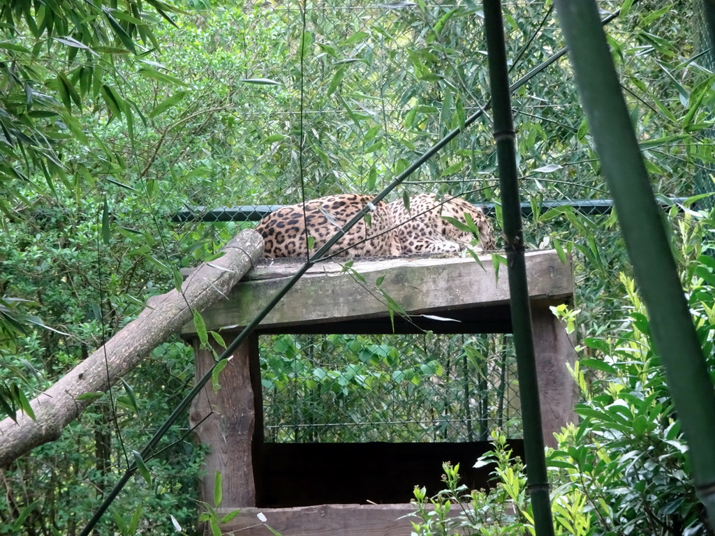 Leopard at the Safaripark Beekse Bergen