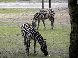 Grévy`s Zebras at the Safaripark Beekse Bergen