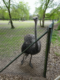 Ostrich, Grévy`s Zebras and Wildebeests at the Safaripark Beekse Bergen