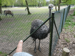 Max with an Ostrich, Grévy`s Zebras, Indian Antelopes and Wildebeests at the Safaripark Beekse Bergen