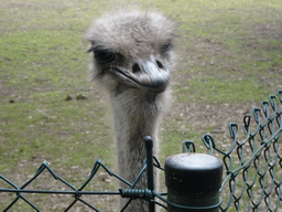 Ostrich at the Safaripark Beekse Bergen
