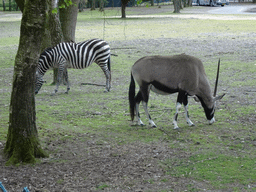 Grévy`s Zebra and Indian Antelope at the Safaripark Beekse Bergen