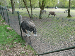 Ostrich, Grévy`s Zebras and Indian Antelope at the Safaripark Beekse Bergen