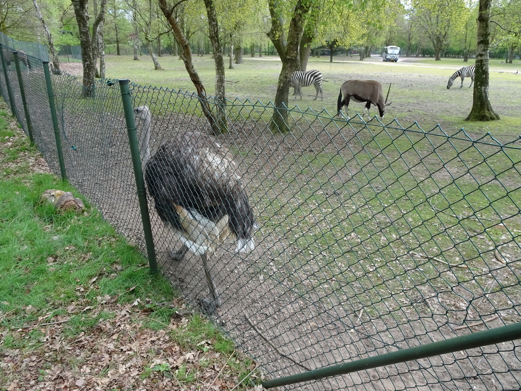 Ostrich, Grévy`s Zebras and Indian Antelope at the Safaripark Beekse Bergen