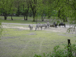 Grévy`s Zebras and Wildebeests at the Safaripark Beekse Bergen