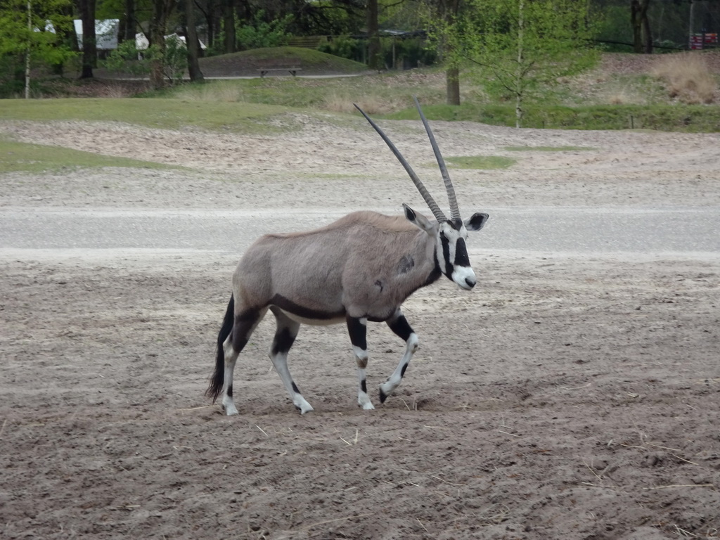 Indian Antelope at the Safaripark Beekse Bergen