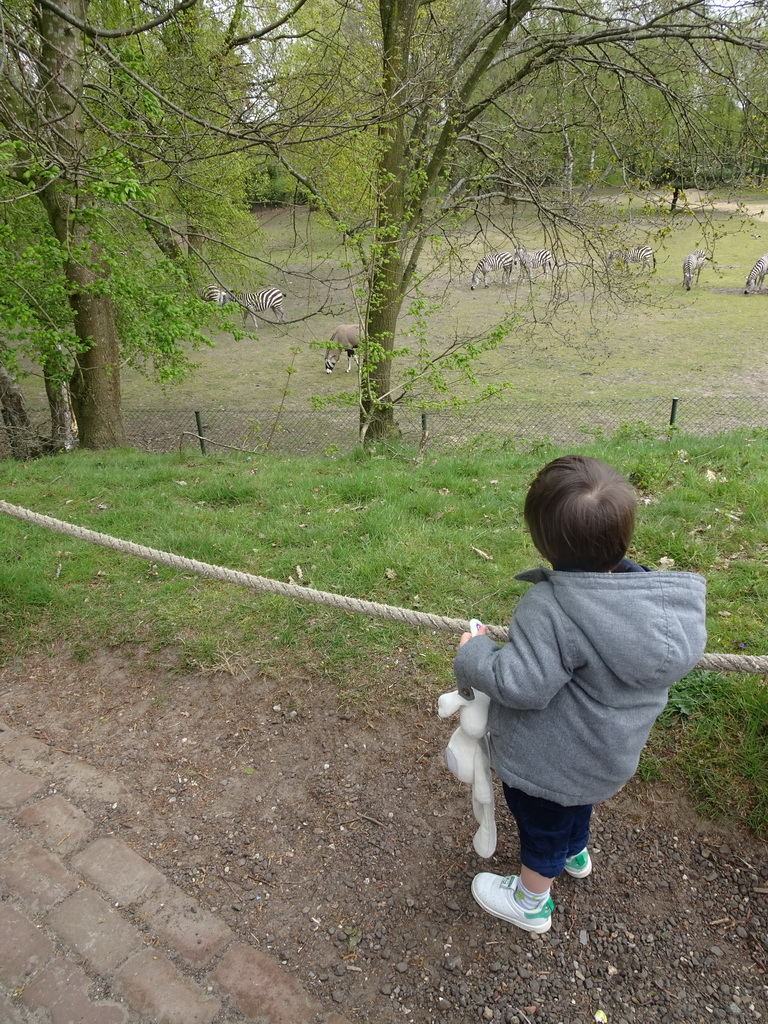 Max with Grévy`s Zebras and Indian Antelope at the Safaripark Beekse Bergen