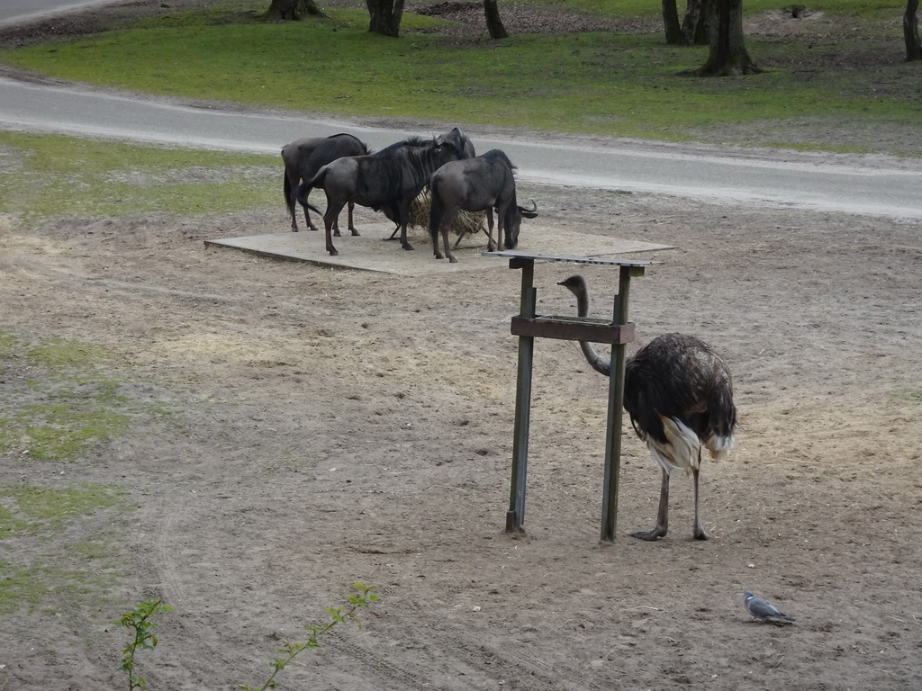 Ostrich and Wildebeests at the Safaripark Beekse Bergen