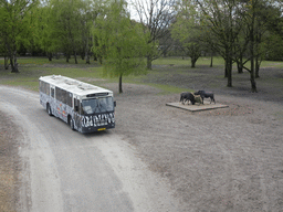 Safari bus and Wildebeests at the Safaripark Beekse Bergen