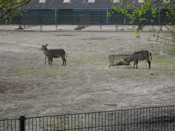 Waterbucks at the Safaripark Beekse Bergen