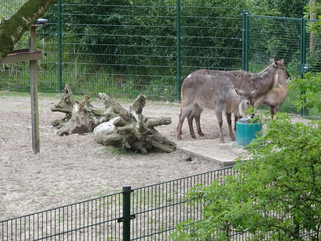 Waterbucks at the Safaripark Beekse Bergen