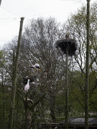 Storks at the Safaripark Beekse Bergen