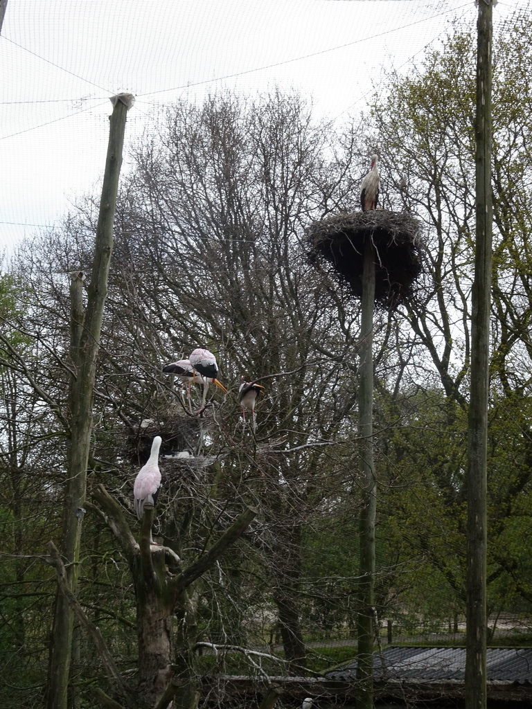 Storks at the Safaripark Beekse Bergen