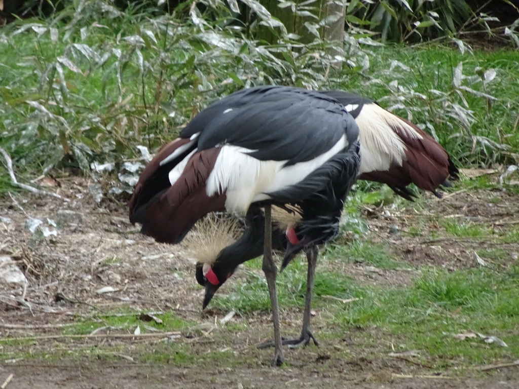 Black Crowned Cranes at the Safaripark Beekse Bergen