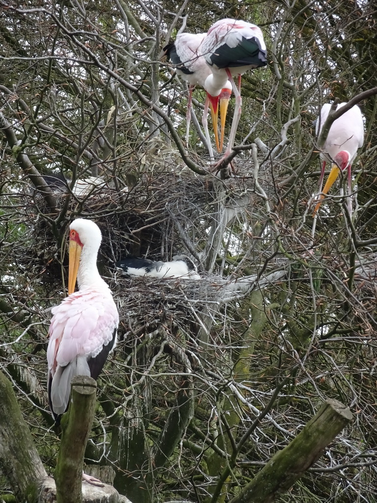 Storks at the Safaripark Beekse Bergen