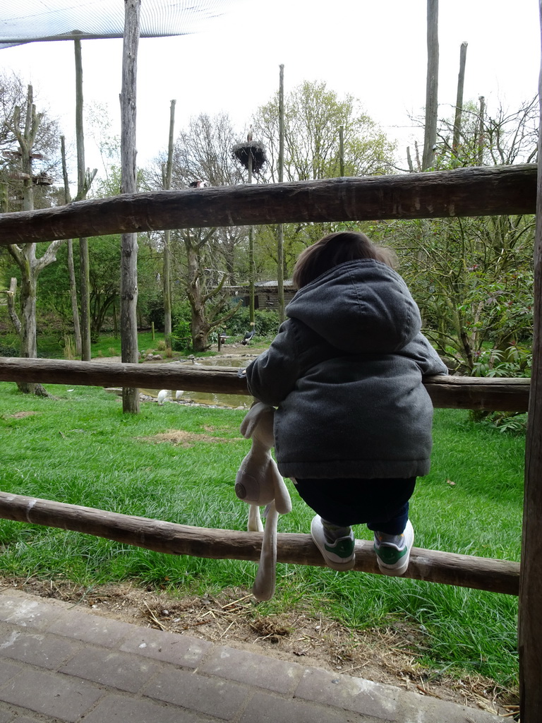 Max with the Storks and Black Crowned Cranes at the Safaripark Beekse Bergen