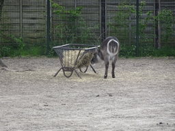 Waterbuck at the Safaripark Beekse Bergen