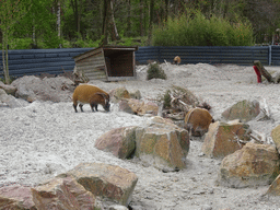 Red River Hogs at the Safaripark Beekse Bergen