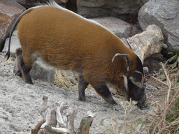 Red River Hog at the Safaripark Beekse Bergen