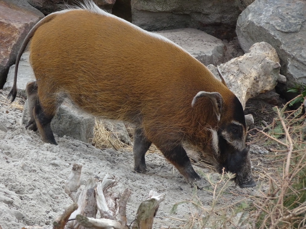 Red River Hog at the Safaripark Beekse Bergen