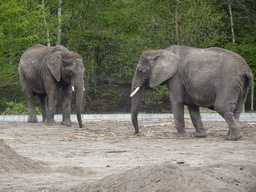 African Elephants at the Safaripark Beekse Bergen