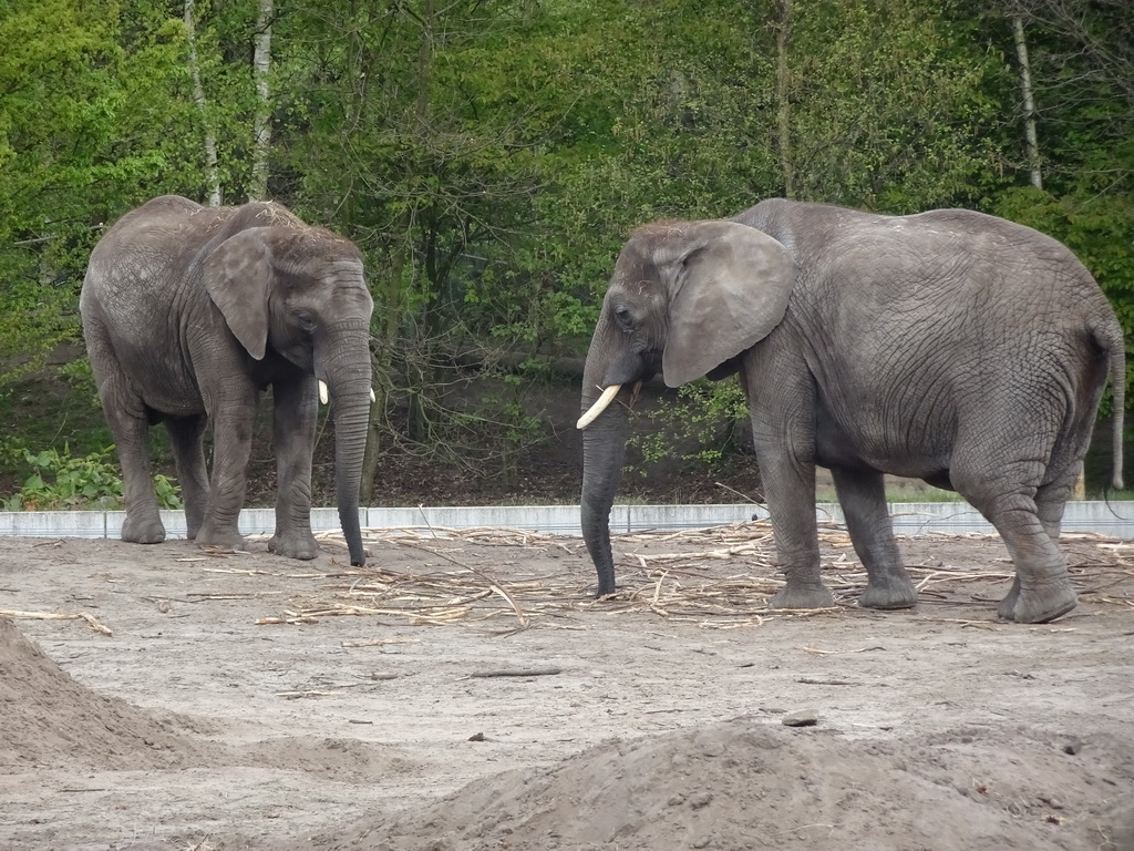 African Elephants at the Safaripark Beekse Bergen