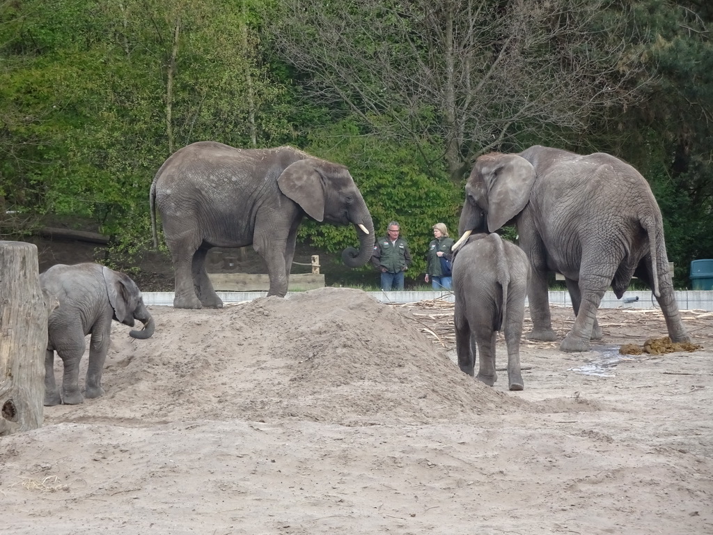 African Elephants at the Safaripark Beekse Bergen