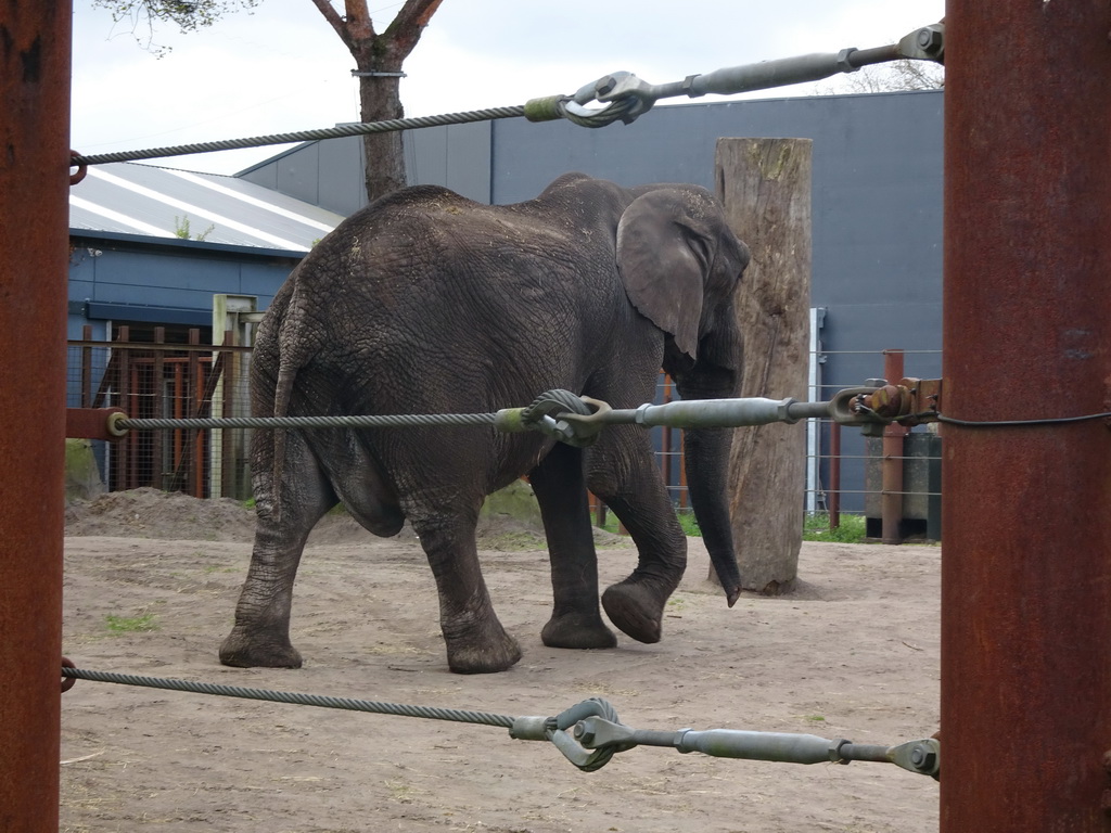 African Elephant at the Safaripark Beekse Bergen