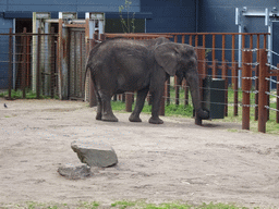 African Elephant at the Safaripark Beekse Bergen