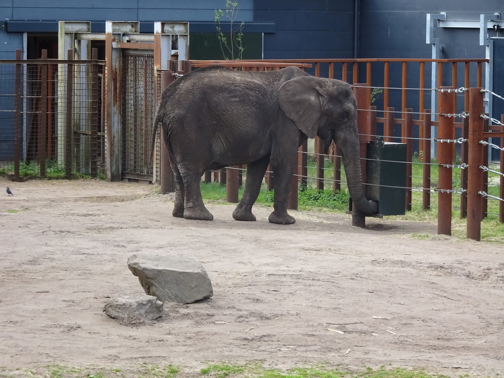African Elephant at the Safaripark Beekse Bergen