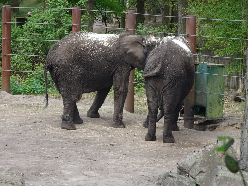 African Elephants at the Safaripark Beekse Bergen