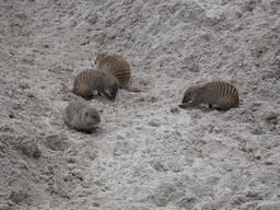 Banded Mongooses at the Safaripark Beekse Bergen