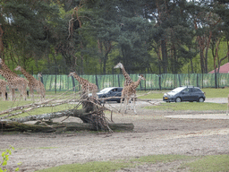 Rothschild`s Giraffes and cars doing the Autosafari at the Safaripark Beekse Bergen