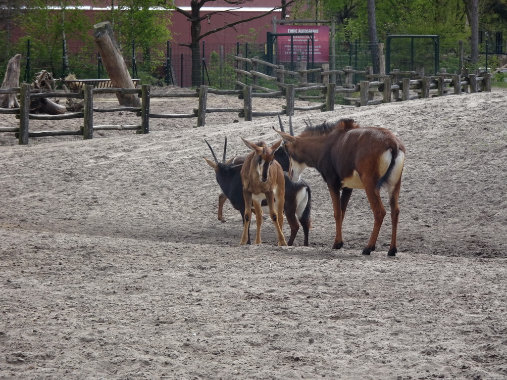 Sable Antelopes at the Safaripark Beekse Bergen