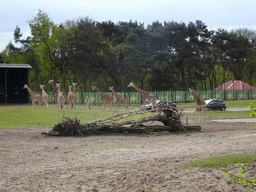 Rothschild`s Giraffes and cars doing the Autosafari at the Safaripark Beekse Bergen