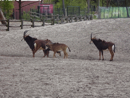 Sable Antelopes at the Safaripark Beekse Bergen