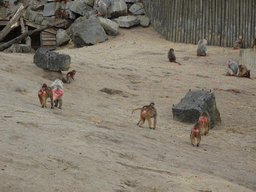 Hamadryas Baboons at the Safaripark Beekse Bergen