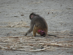 Hamadryas Baboon at the Safaripark Beekse Bergen