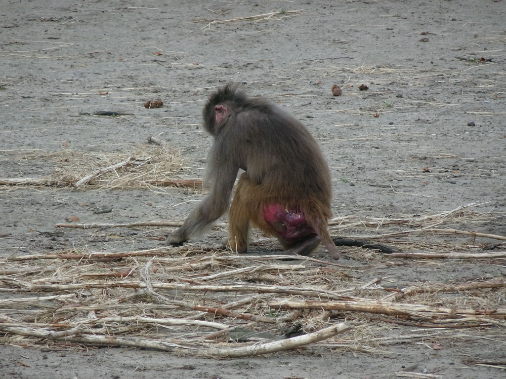 Hamadryas Baboon at the Safaripark Beekse Bergen