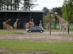 Rothschild`s Giraffes and car doing the Autosafari at the Safaripark Beekse Bergen