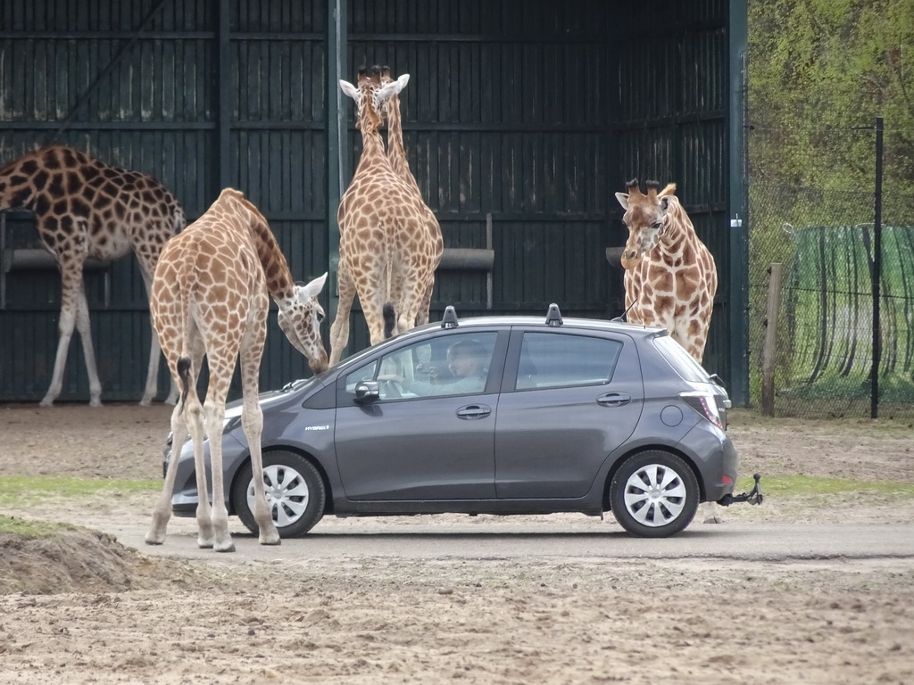 Rothschild`s Giraffes and car doing the Autosafari at the Safaripark Beekse Bergen