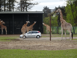 Rothschild`s Giraffes and car doing the Autosafari at the Safaripark Beekse Bergen