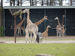 Rothschild`s Giraffes and Grévy`s Zebra at the Safaripark Beekse Bergen