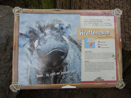Explanation on the Common Warthog at the Safaripark c Bergen